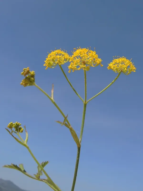 Leiotulus involucratus