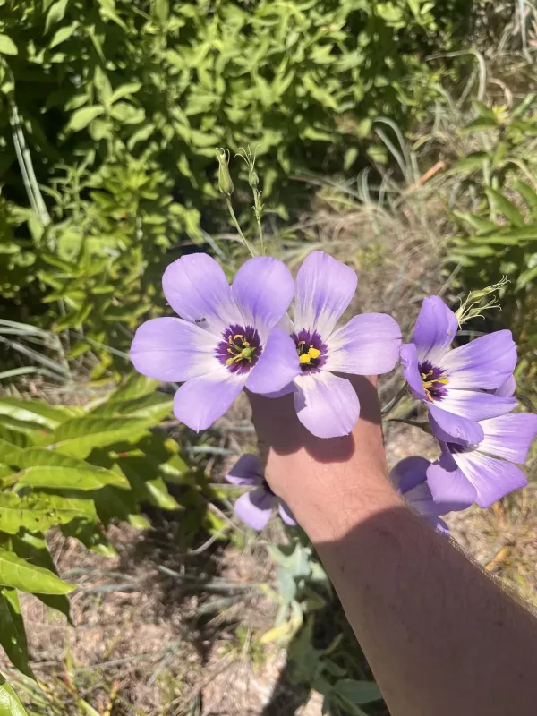 Russell lisianthus
