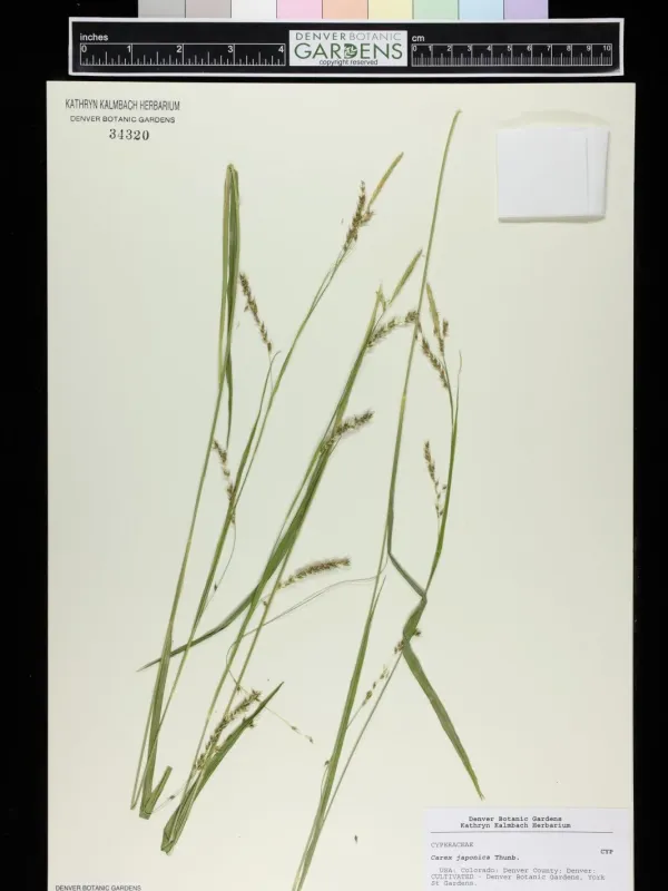 Japanese sedge