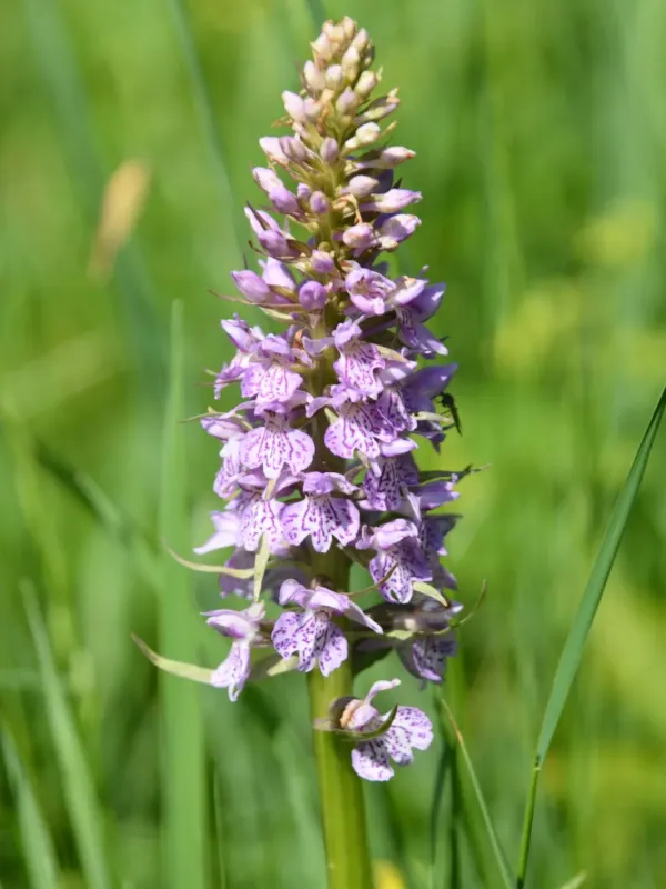 Baltic marsh orchid