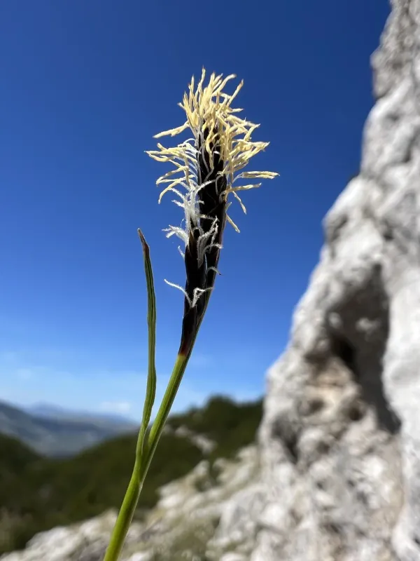 Carex kitaibeliana