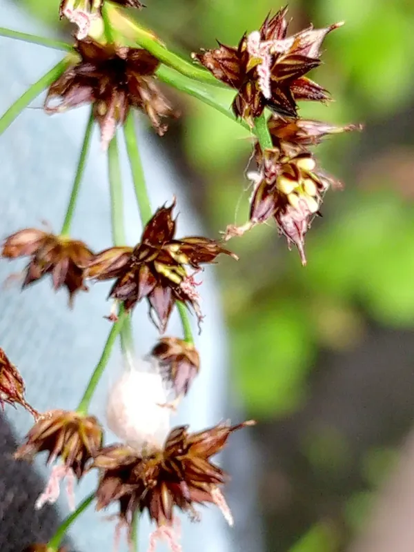 Black-headed rush