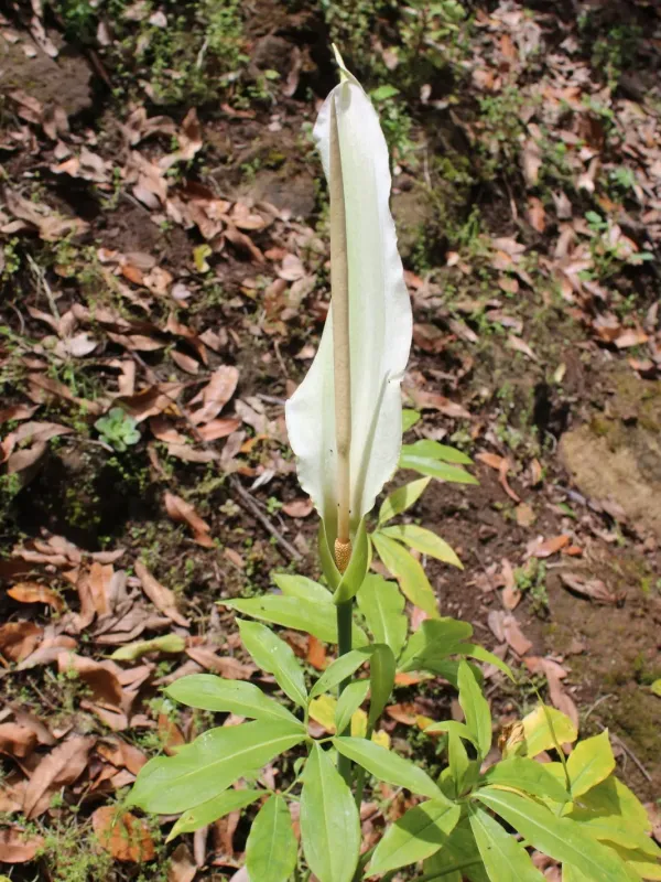 Canary dragon arum