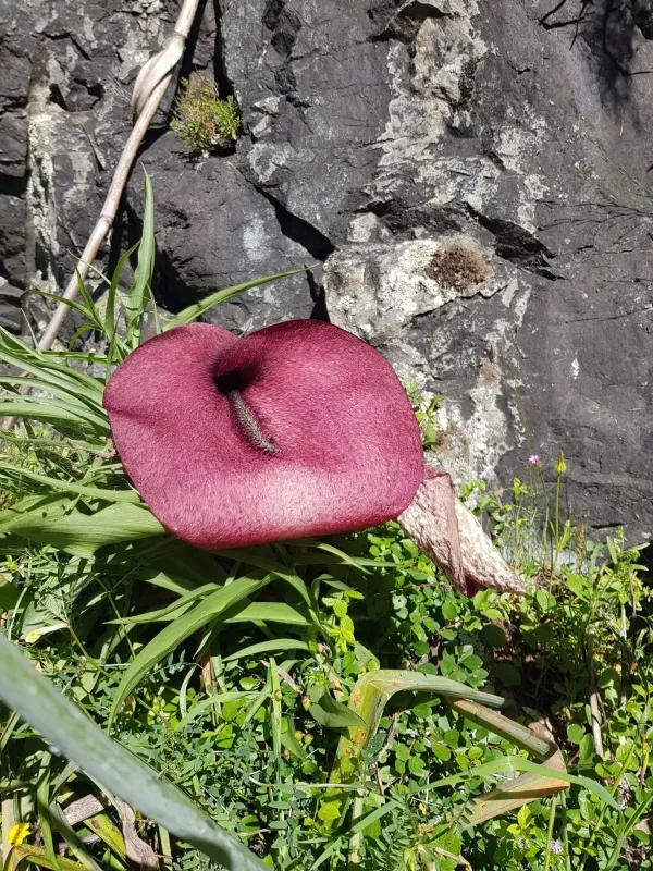 Dead Horse Arum Lily