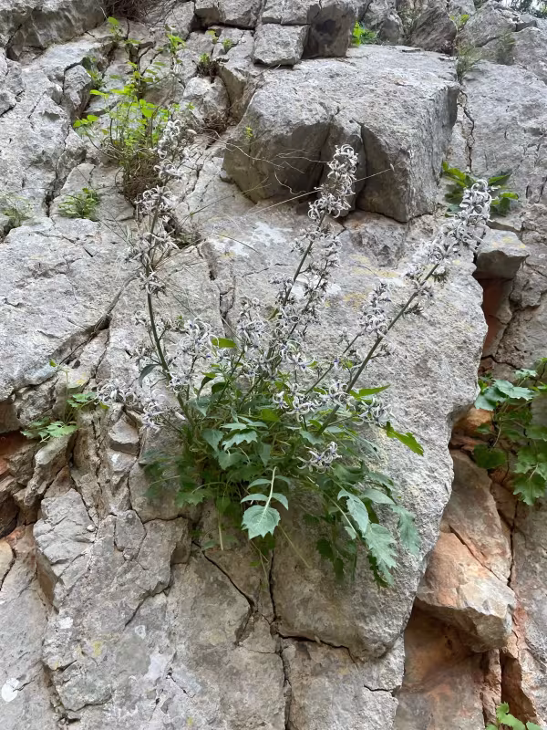 Petromarula pinnata