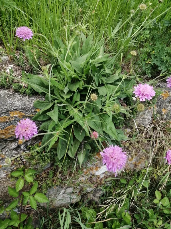 Velvet scabious
