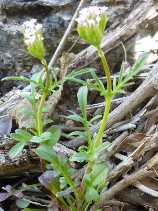 Degen's Knautia