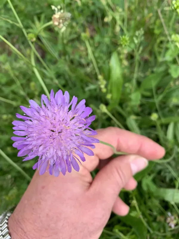 Transalpine scabious