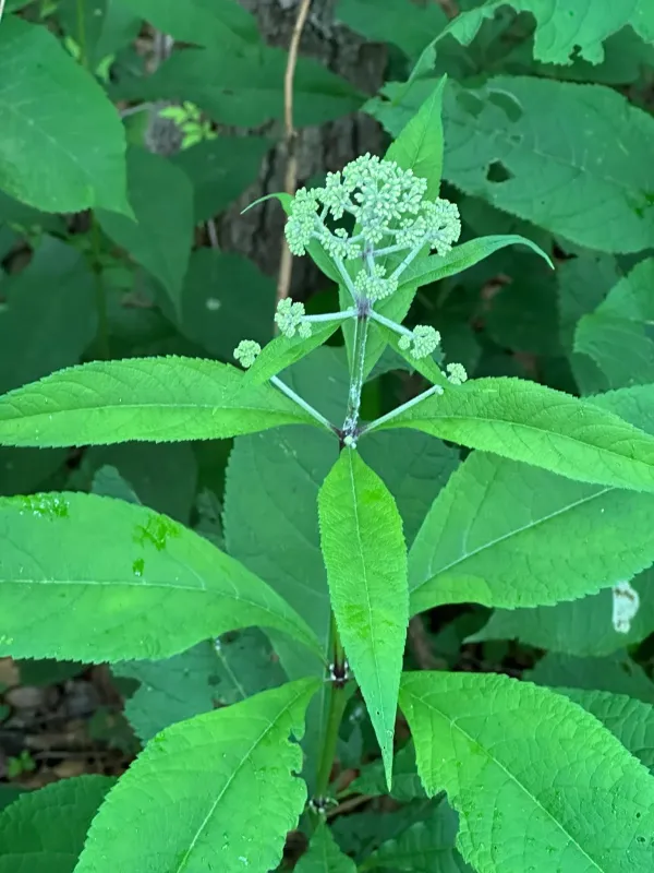 Joe-Pye weed
