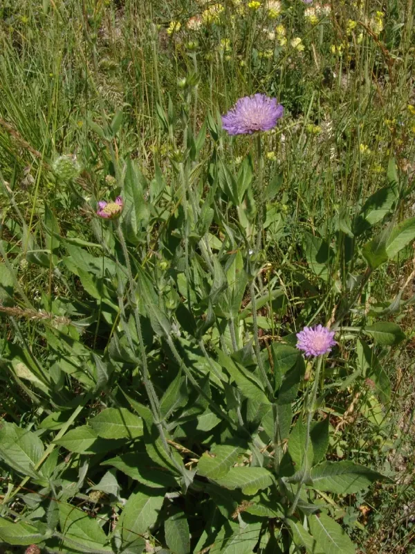 Knautia subcanescens