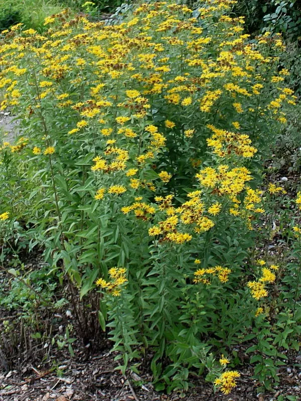 Swiss fleabane