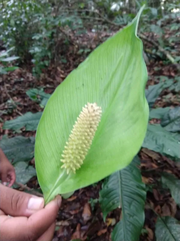 Spathiphyllum cochlearispathum