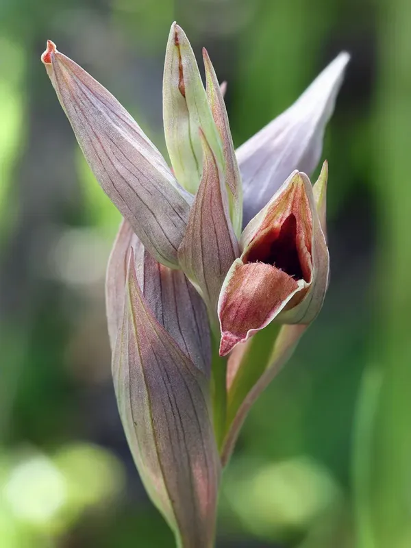 Serapias nurrica