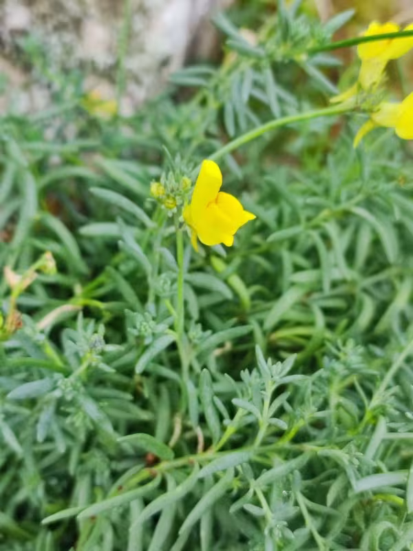 Linaria propinqua