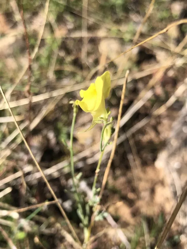 Linaria caesia