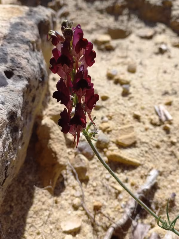 Rusty toadflax