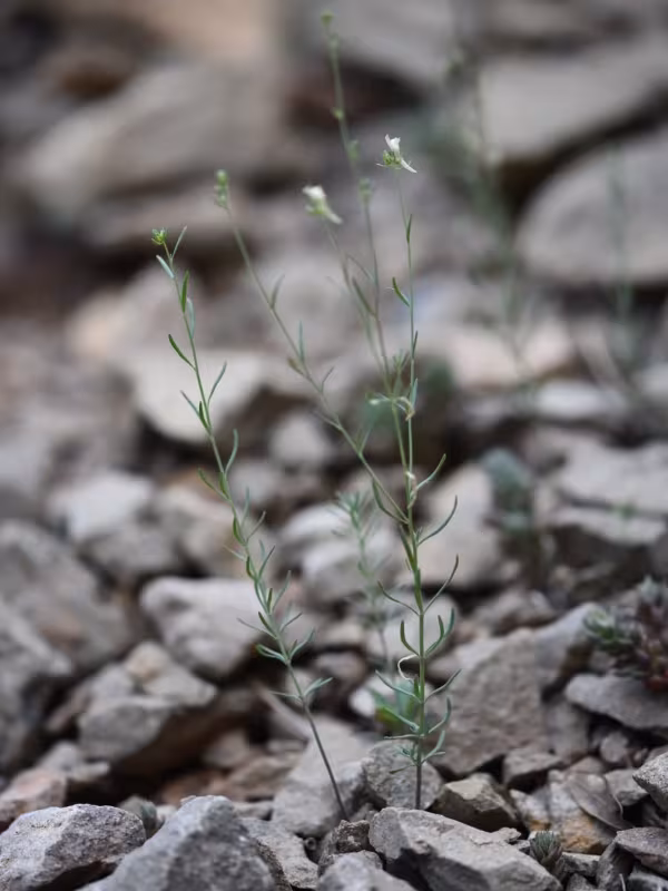 Bubani toadflax