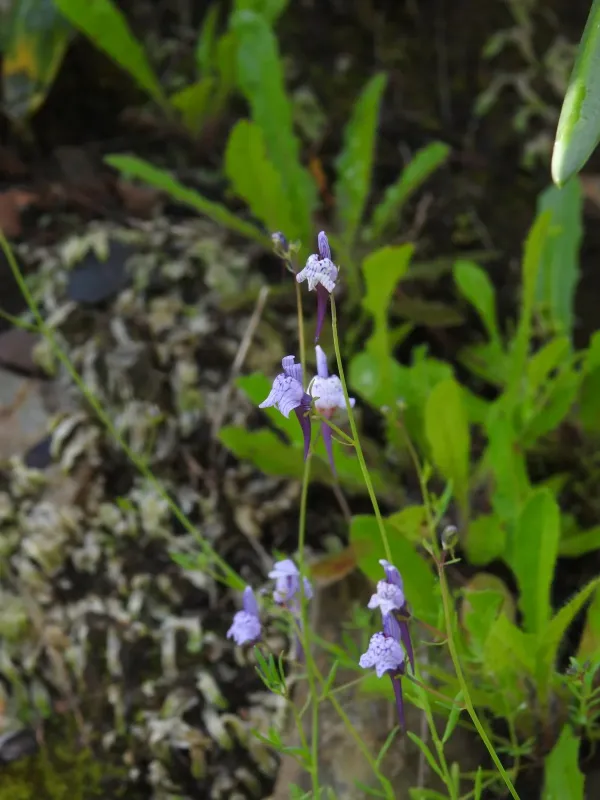 Linaria diffusa