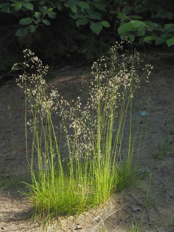 Wavy hair-grass