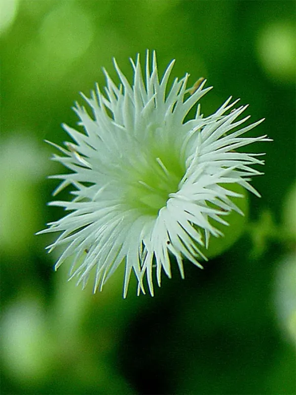 Silene multifida