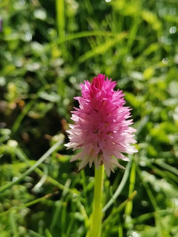 Gymnadenia lithopolitanica