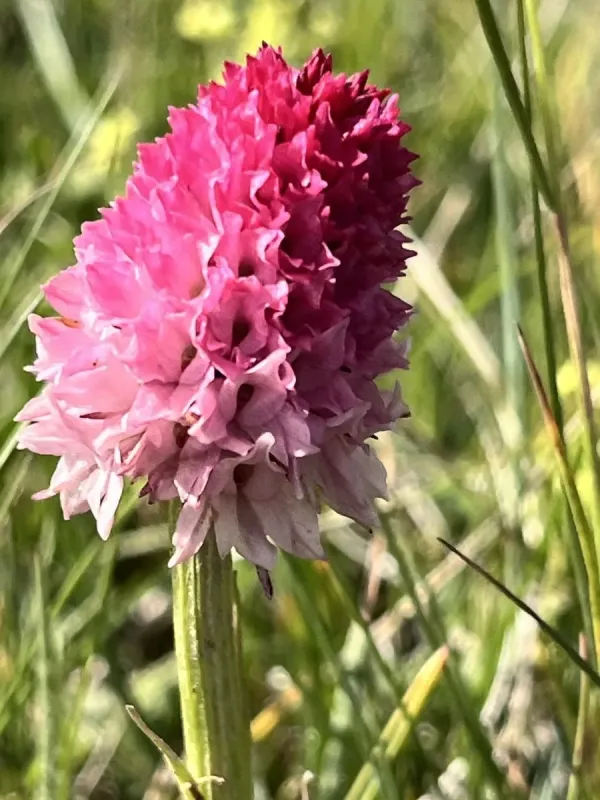 Gymnadenia corneliana