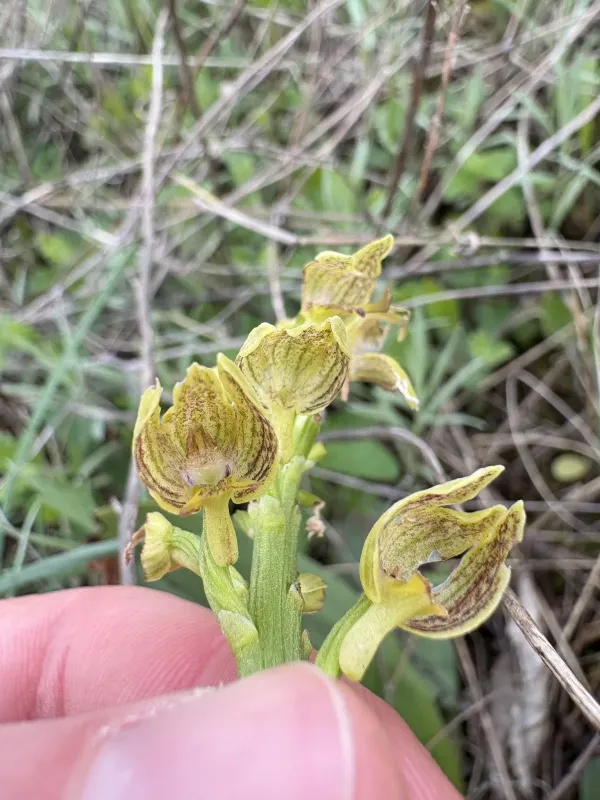 Orchis punctulata