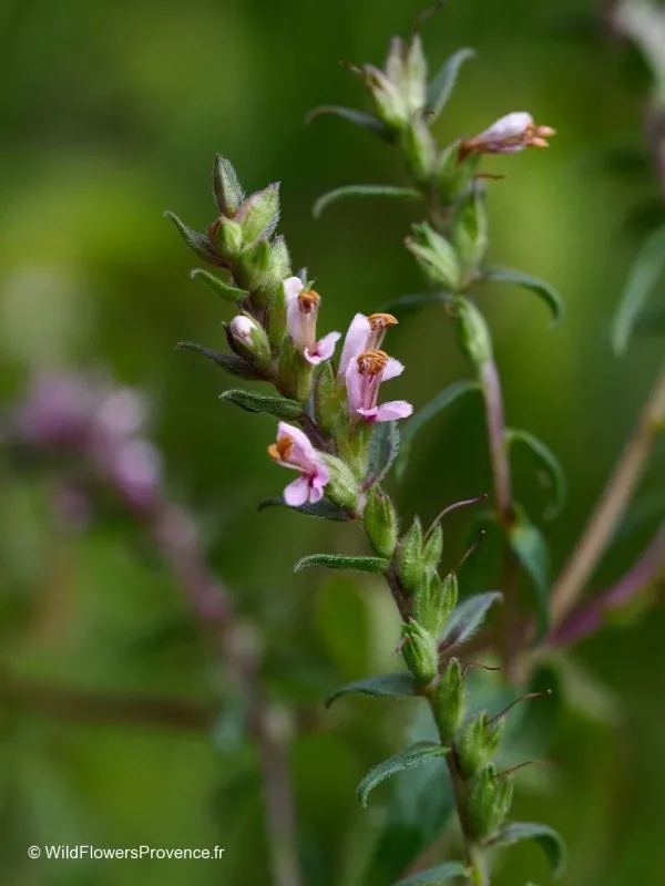Pyrenean eyebright