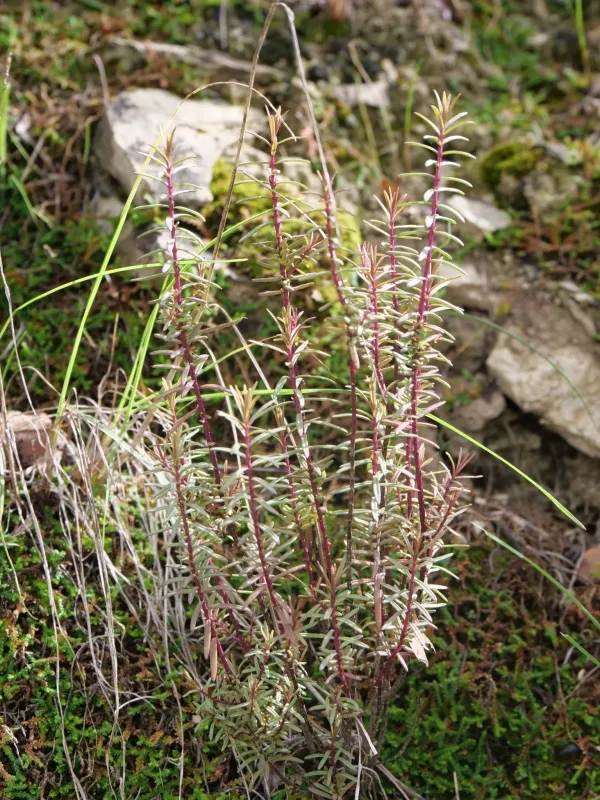 Odontites linkii