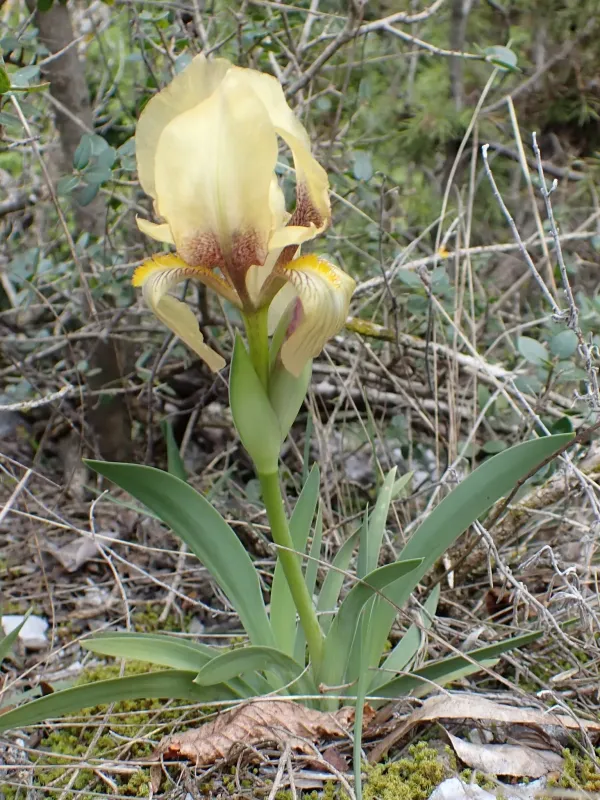 Iris reichenbachii