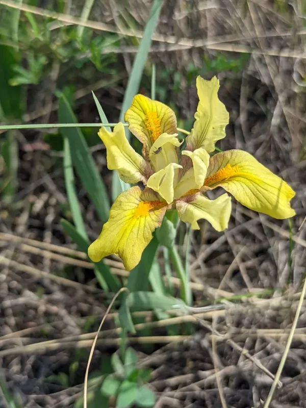 Dwarf iris