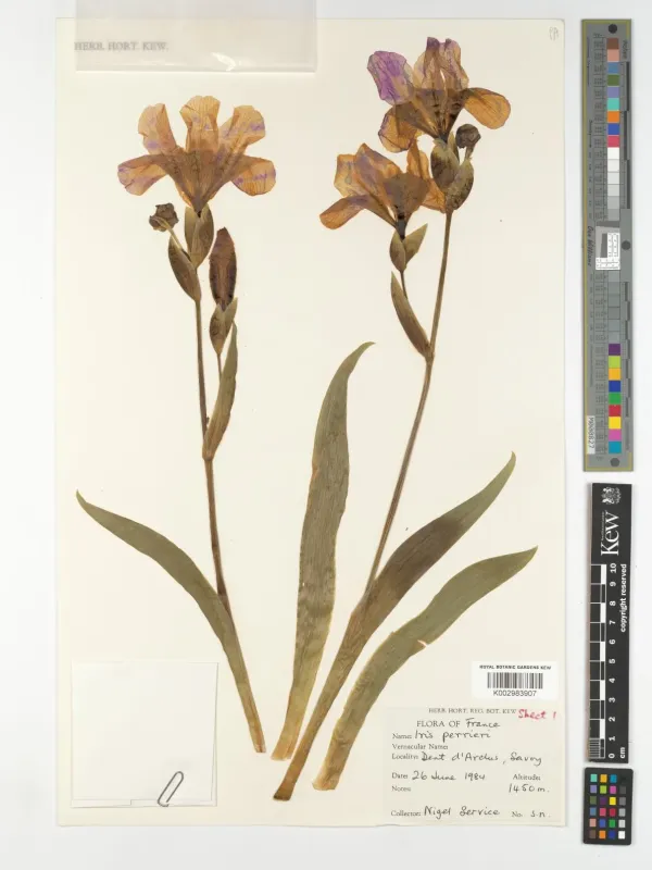 Forked Iris