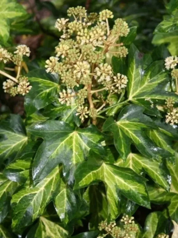 Fatshedera lizei