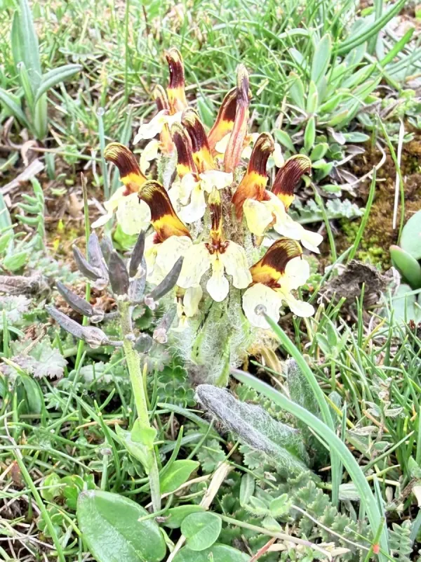 Oeder's lousewort