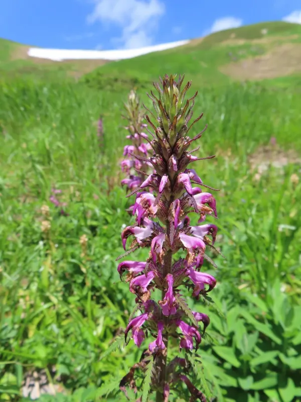 Chamisso's lousewort