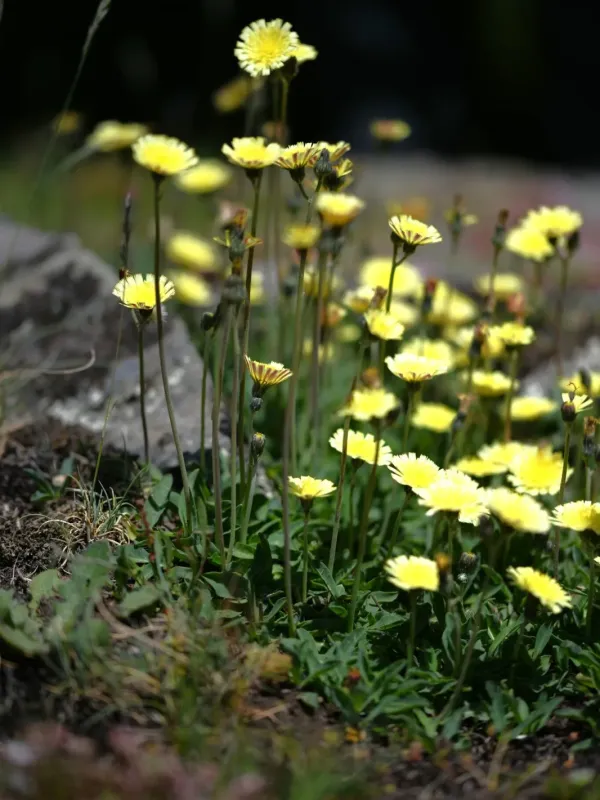 Kralik's hawkweed