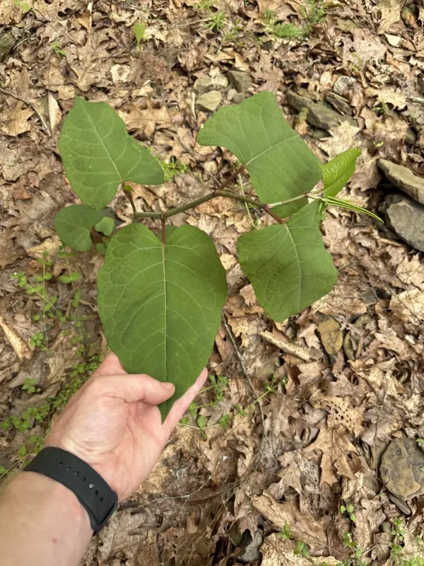 Giant knotweed