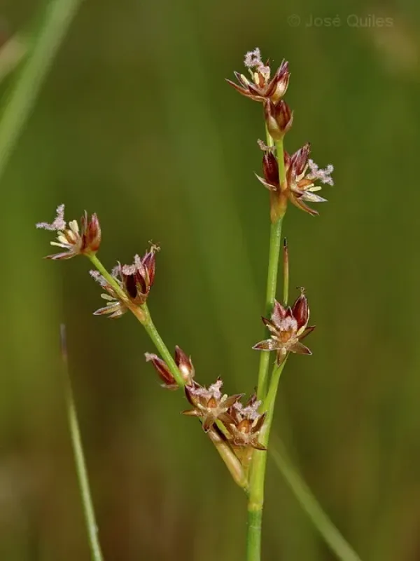 Juncus requienii