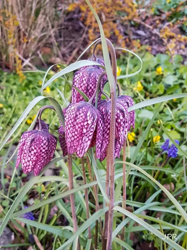 Fritillaria tubiformis
