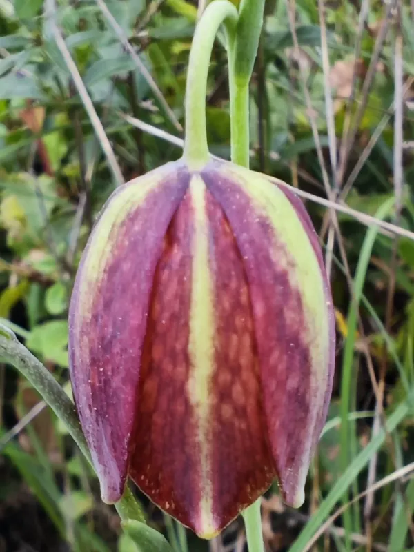 Portuguese fritillary