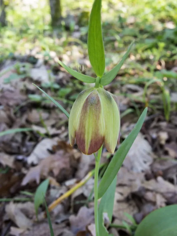 Pontic fritillary