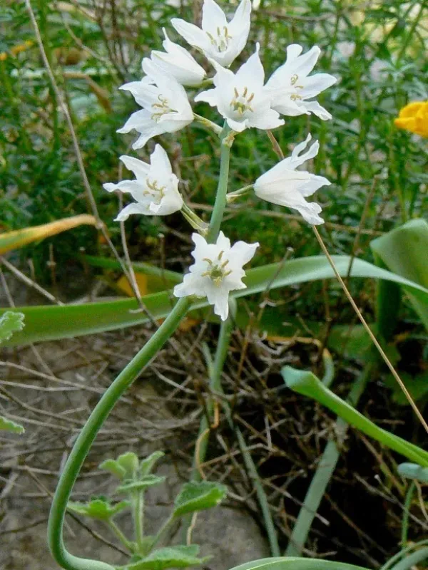 Reverchon's Star-of-Bethlehem
