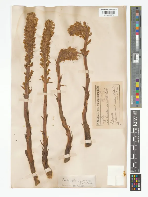 Orobanche canescens