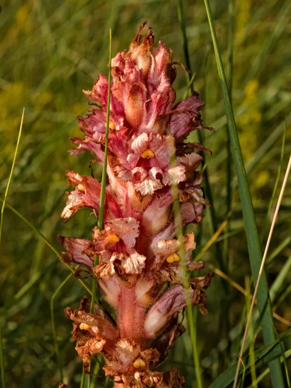 Koch's broomrape