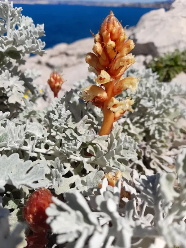 Orobanche fuliginosa