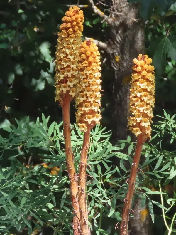 Orobanche montserratii