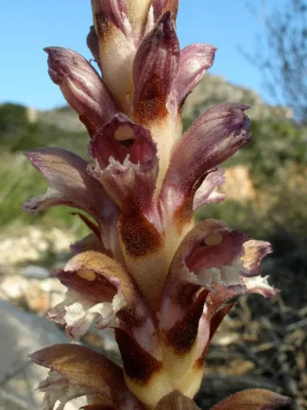 Scaly broomrape