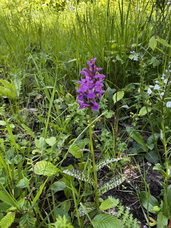 Dactylorhiza urvilleana