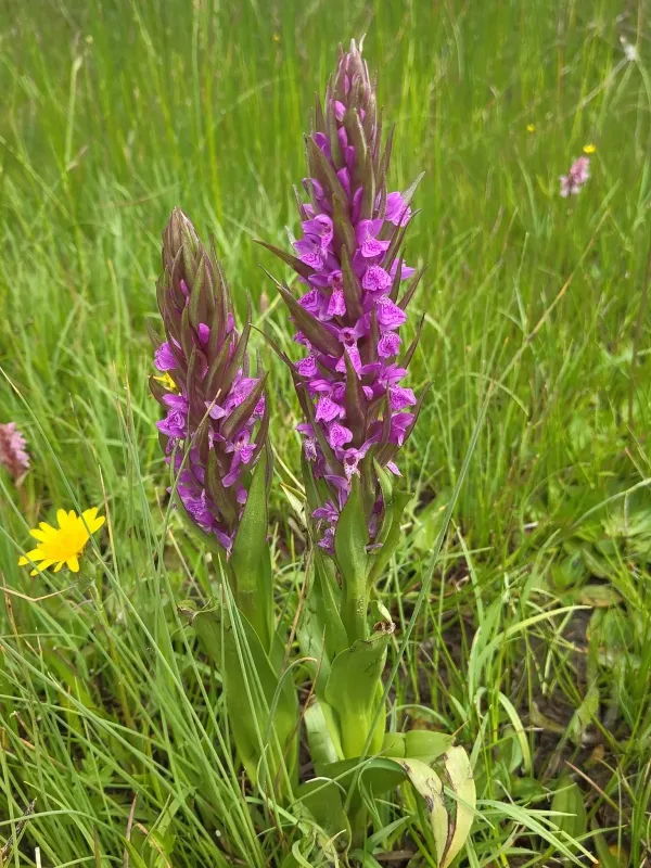 Dactylorhiza brennensis