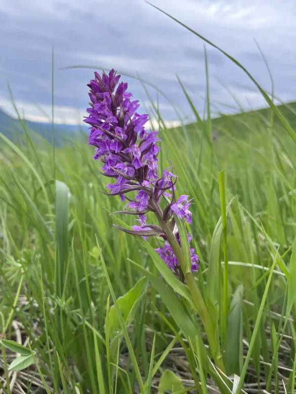 Dactylorhiza euxina